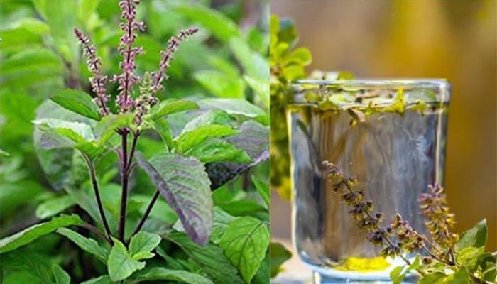 रोज उपाशीपोटी तुळशीचं पाणी प्यायल्याने, होतील जबरदस्त फायदे