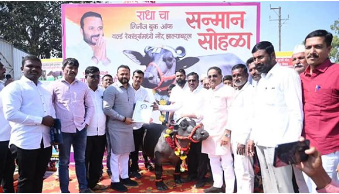 "गिनीज बुक ऑफ वर्ल्ड रेकॉर्डमध्ये नोंद झालेल्या जगातील सर्वात बुटकी पाळीव म्हैस राधाचा सन्मान