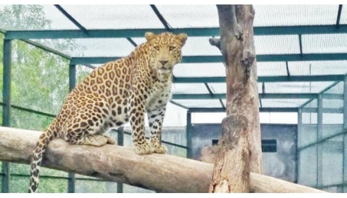 साताऱ्यानजिक माणिकडोह बिबट निवारण केंद्राच्या पुनरावृत्तीची गरज