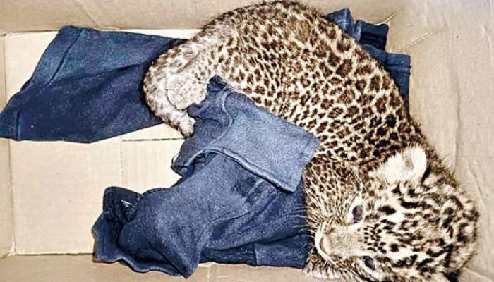 शाहूनगर परिसरामध्ये पिल्लांना लोकवस्तीत सोडून बिबट्याची मादी पसार ; वन विभागाकडील रेस्क्यू सेंटरमध्ये सुरक्षित