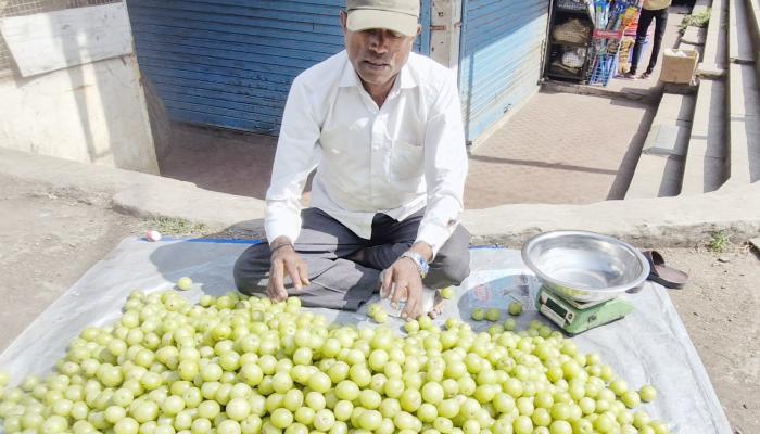 गुलाबी थंडीची चाहूल लागताच सातारच्या मंडईत 'जंबुश्वरी'ची एन्ट्री; आवळ्याचे दर गडगडले