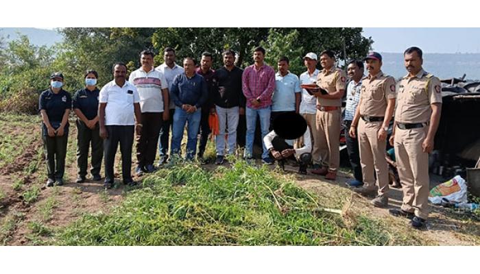 रामोशीवाडी, जाखणगाव परिसरात गांजावर कारवाई ; स्थानिक गुन्हे शाखेची कारवाई,. २ लाख ७८ हजारांचा ११ किलो गांजा जप्त