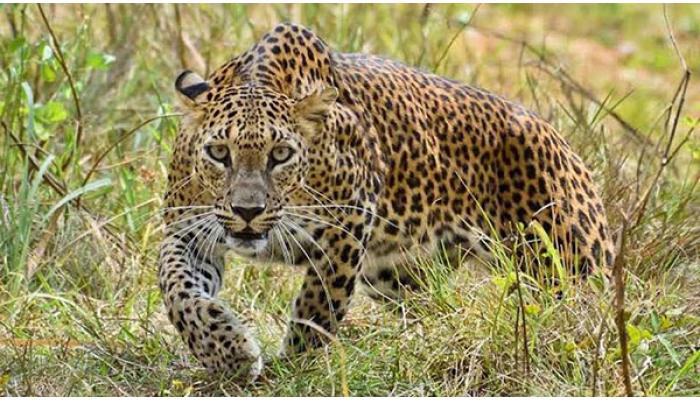 सावधान ! घरी तुमची कोणीतरी वाट पाहत आहे.. बिबट्यांची दहशत...,. अपघातांची भीती..... सातारकर हैराण !