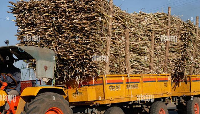 बेधुंद ऊस वाहतूक करणाऱ्या ट्रॅक्टर चालकांना आवरा ; मोकाट कर्कश गाण्यांमुळे अपघाताचा धोका ; ग्रामस्थ हैराण