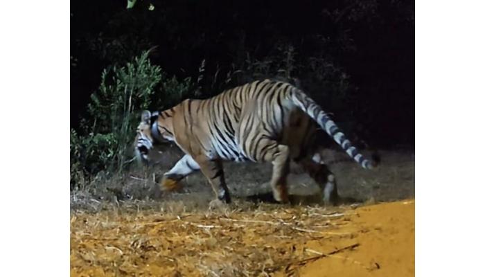 ९०० कि. मी. चा प्रवास करून 'तारा' चांदोली राष्ट्रीय उद्यानात; सह्याद्री व्याघ्र प्रकल्पामध्ये आणखी एका वाघिणीचे स्थानांतर