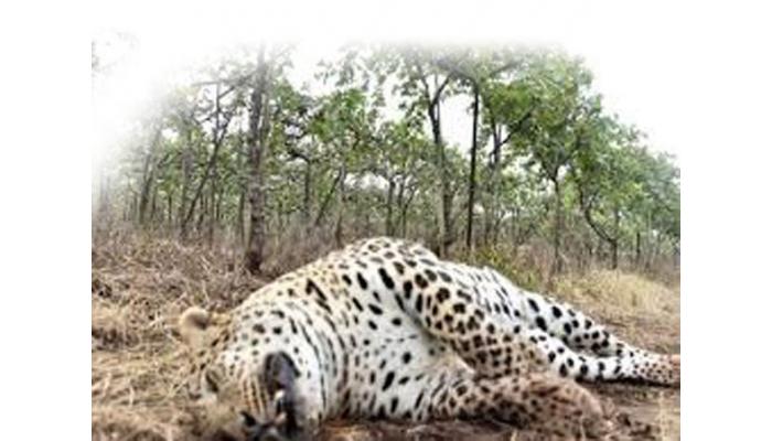 मत्यापूर येथे ऊसाच्या शेतात आढळला मृत बिबट्या; सातारा वनविभागाचे पथक घटनास्थळी, शवविच्छेदनानंतर समजणार सत्यस्थिती