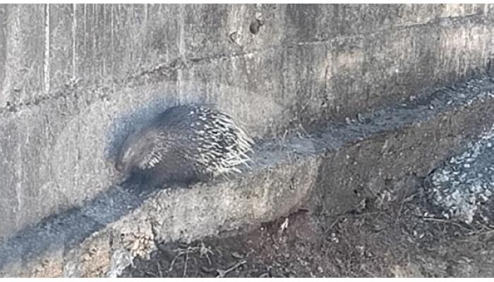 गोडसेवाडी येथे विहिरीत पडलेल्या साळींदराचे वाचविले प्राण; वन विभागाने नैसर्गिक अधिवासात सोडून दिले