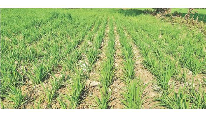 कडाक्याची थंडी रब्बी पिकासाठी पोषक; जिल्ह्यामध्ये गव्हाचे पीक बहरले, जानेवारीपर्यंत थंडी