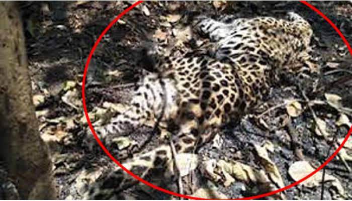 मत्त्यापूर येथील बरड शिवारात बिबट्याला भयंकर पद्धतीने संपवले; चारही पंजे तोडले, 18 नखे गायब, शिकारीच्या घटनांबाबत तीव्र नाराजी