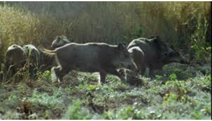 खटाव तालुक्यातील बुध परिसरात रानडुकरांचा उच्छाद; शेतकऱ्यांच्या पिकांची नासाडी, शेतकरी जेरीस