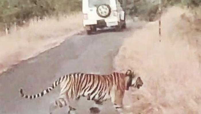 तारा वाघीण थेट रस्त्यावर;दिवसाढवळ्या लोकांना दिले दर्शन