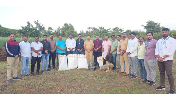 कास परिसरातील पाली गावात ५० किलो गांजा जप्त; तालुका पोलिसांची कारवाई; गव्हाच्या आंतर पीकात आढळली रोपे