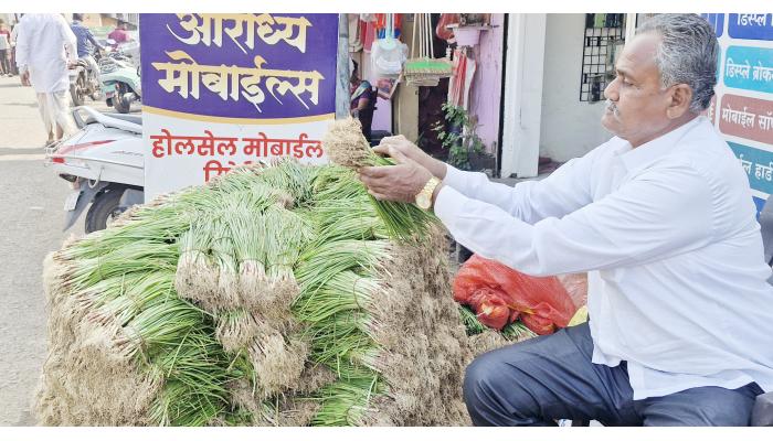 नव्या लागवडीसाठी बळीराजा सज्ज; साताऱ्यात कांदा रोपांची मोठी आवक