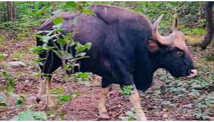 महाबळेश्वर-पोलादपूर रस्त्यावर आंबेनळी घाटात दुदोशी फाट्याजवळ डोंगरावरून पडून रानगव्याचा जागीच मृत्य