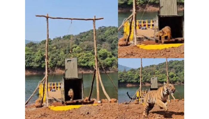 सह्याद्री व्याघ्र प्रकल्पात &lsquo;हिरकणी&rsquo; दाखल; पेंचमधून आणलेल्या &lsquo;लाडो&rsquo;चे नामकरण, वाघांची संख्या झाली सहा