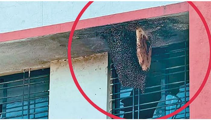 पुसेगावात मधमाश्यांचा विद्यार्थ्यांवर हल्ला; जखमी पाच विद्यार्थी खाजगी रुग्णालयात