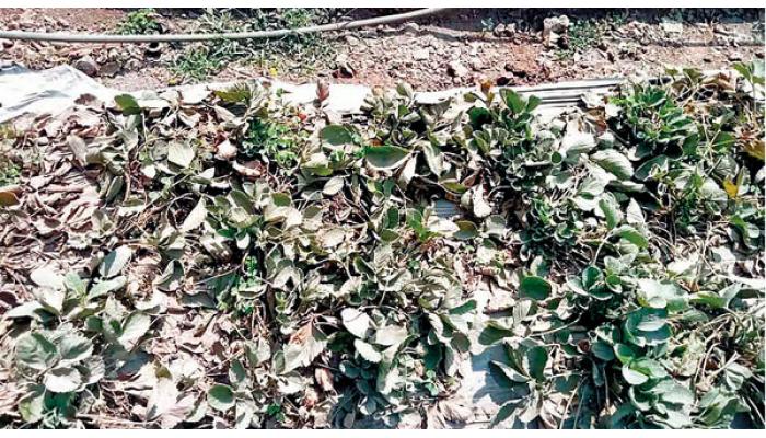 महाबळेश्वर-पाचगणी मुख्य रस्त्याच्या रखडलेल्या कामामुळे धुळीची समस्या; स्ट्रॉबेरीला धुळीचे ग्रहण, उडणारा धुरळा थेट शेतात पिकावर