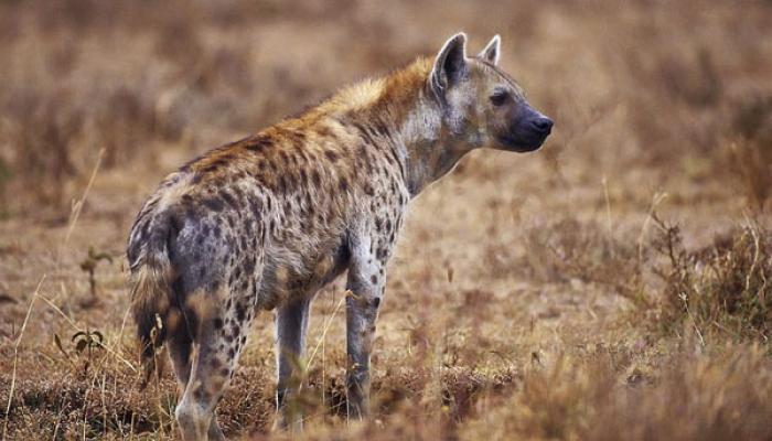 किरकसाल पट्टेरी तरसांची गणना करणारे ठरले राज्यातील पहिले गाव; ​कॅमेरा ट्रॅपिंगच्या सहाय्याने सात तरसांची नोंद