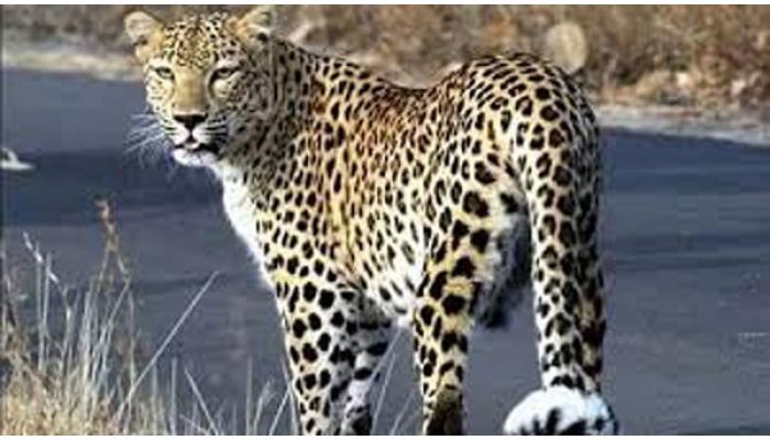 ढेबेवाडी विभागात बिबट्यांचा वाढता वावर; शिद्रुकवाडीत भांडी घासणाऱ्या युवतीसमोर बिबट्याची हजेरी