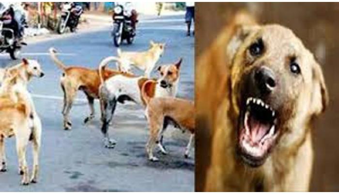 कराडमधील धक्कादायक घटना; विषारी औषध घालून मोकाट कुत्र्यांना मारले ; अज्ञातावर गुन्हा दाखल