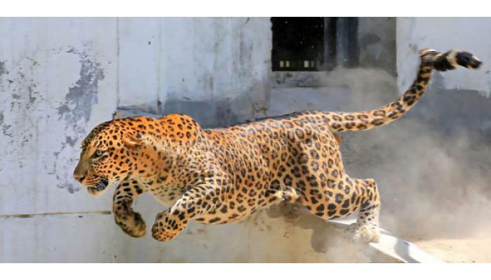 कराड तालुक्यातील शहापुरात बिबट्याचा हल्ला ; दोन दिवसांत तीन युवक जखमी