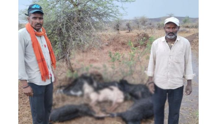 वाई तालुक्यातील आसले, खंडाळा तालुक्यातील मोर्वे येथे वीज पडून २५ मेंढ्या ठार; मेंढपाळ जखमी