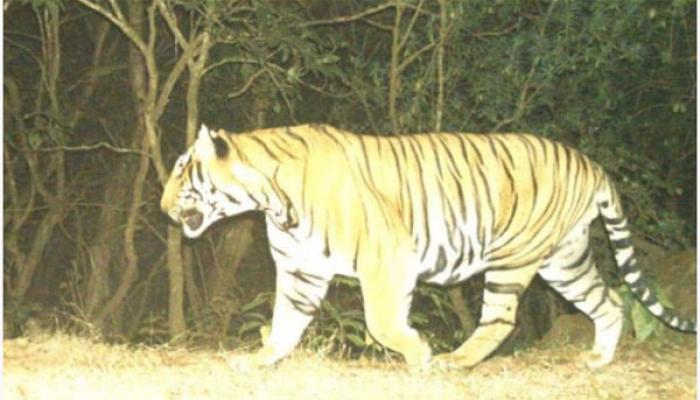 सह्याद्री व्याघ्र प्रकल्पात आणखी एका नव्या वाघाची भर; &lsquo;रायबा&rsquo;चे आगमन; ट्रॅप कॅमेऱ्यात स्पष्ट छायाचित्र