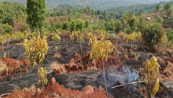 मारुल तर्फे पाटण येथे वणव्याने आंबा, नारळ, सुपारी, बाग उद्ध्वस्त; शेतकऱ्याचे मोठे नुकसान