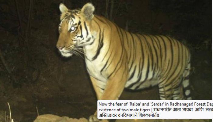राधानगरीत दोन नर वाघांच्या अस्तित्वावर वनविभागाचे शिक्कामोर्तब; 'रायबा' आणि 'सरदार'चा दरारा