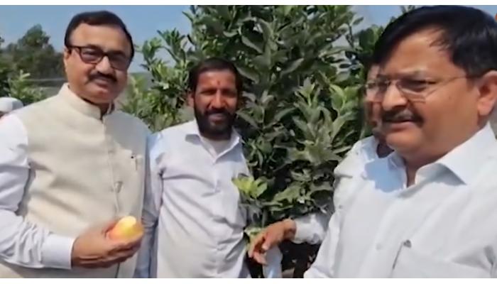 पसरणीच्या माळरानावर बहरला सफरचंदाचा मळा; जिद्दी शेतकऱ्याच्या प्रयोगाचे जिल्हाधिकाऱ्यांकडून कौतुक