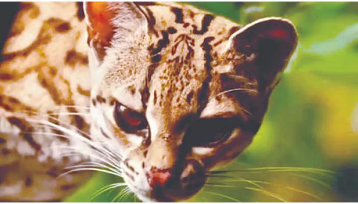 वन विभागाने लावलेल्या कॅमेरा ट्रॅपमध्ये सह्याद्री व्याघ्र प्रकल्पात दुर्मीळ लेपर्ड कॅट प्रजातीचे दर्शन