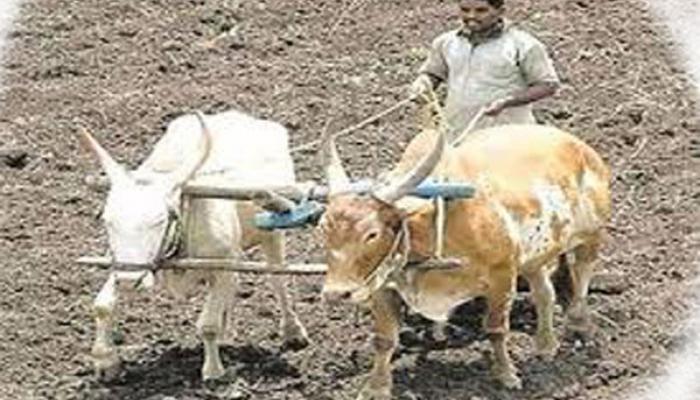 हंगामपूर्व तयारी पूर्णत्वास आल्याने पेरणीसाठी बळीराजाला पावसाची आस; मान्सूनचे आगमन लांबल्याने शेतकरी वर्गात चिंता वाढली