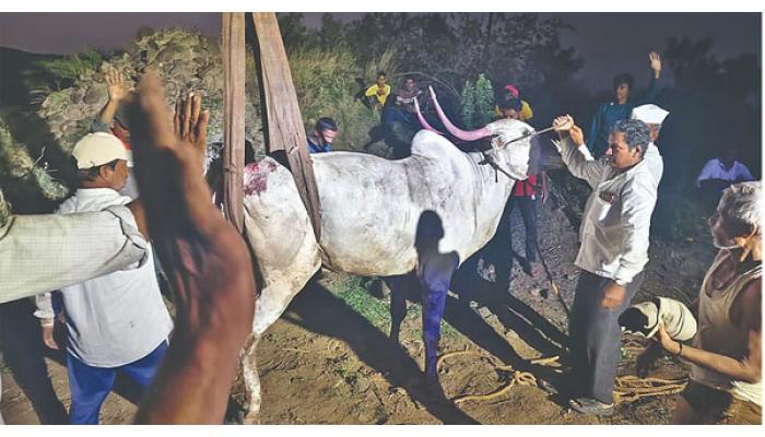 ७० फूट खोल विहिरीत पडलेल्या बैलजोडीला ग्रामस्थांनी दिले जीवदान; माण तालुक्यातील पिंगळी बुद्रुक येथील घटना