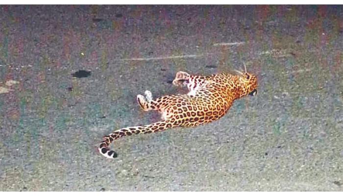 कराड-ढेबेवाडी रस्त्यावर दुचाकीस्वार-बिबट्यामध्ये धडकेत दुचाकीस्वार जखमी, बेशुद्ध पडलेला बिबट्या नंतर उठून गेला