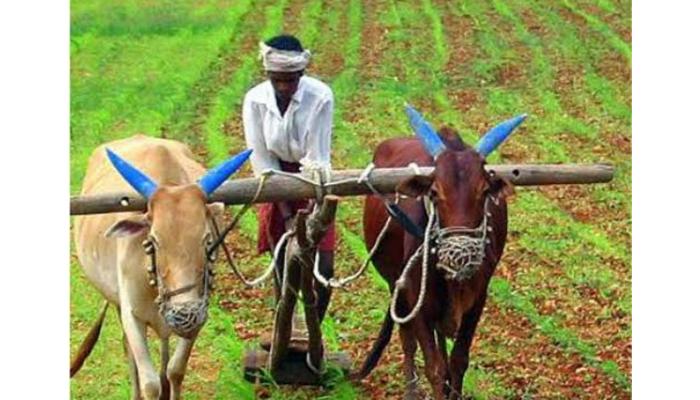 कराड तालुक्यात समाधानकारक पावसामुळे खरीप हंगामातील पेरणीच्या कामांना वेग; खरीप पेरणीची टक्केवारी 41.93 टक्क्यांवर
