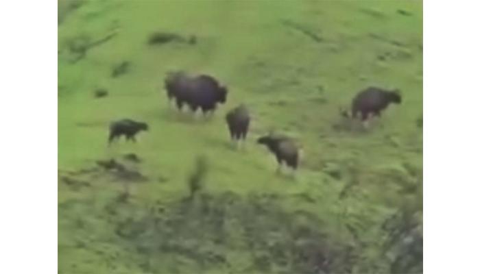 वाल्मीक परिसरात गव्यांसह रानडुकरांचे कळप; शेतकऱ्यांमध्ये भीती, वन विभागाने वन्यप्राण्याचा बंदोबस्त करण्याची मागणी
