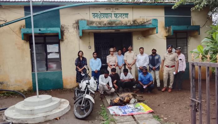 रानडुकराच्या शिकारीप्रकरणी फलटणमध्ये वनविभागाची मोठी कारवाई