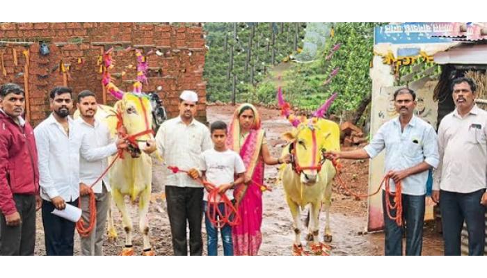 विविध समाज घटकांनी केलेल्या मदतीमुळे शेतकऱ्यास नवीन बैलजोडी मिळाली; केदारनाथ युवा प्रतिष्ठानने समाज माध्यमावर केलेल्या आवाहनाला प्रतिसाद