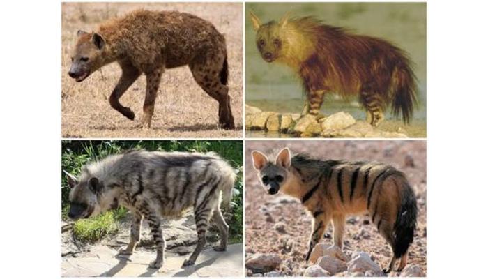 माण तालुक्यातील तरस संवर्धन कार्याला जागतिक मान्यता; परिसरातील वन्यजीव संवर्धनाला गती मिळणार