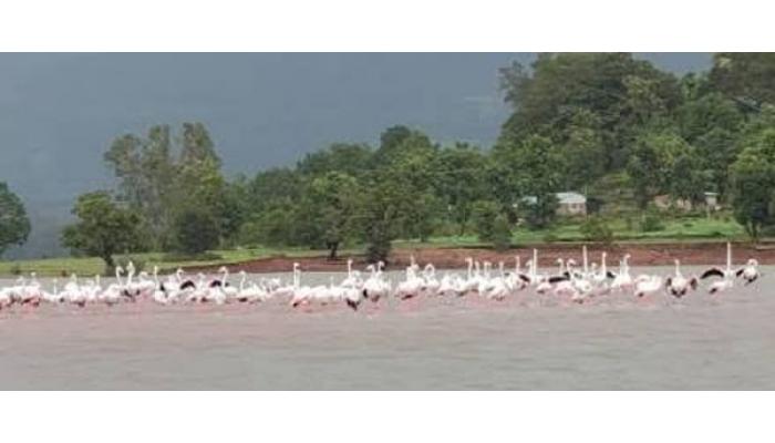 बामणोली येथील त्रिवेणी संगम परिसरात परदेशी पाहुणे; जलाशयात बोटिंग करताना जवळून पक्षी पाहण्याची संधी