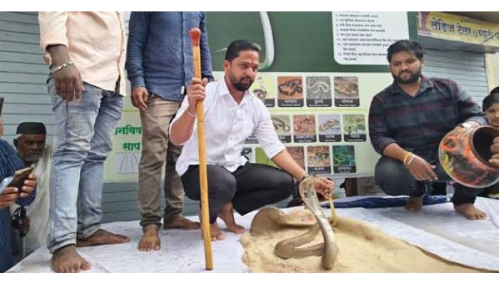 शिराळ्याची जगप्रसिद्ध नागपंचमी "अंबाबाईच्या नावाने चांगभले"च्या गजरात उत्साहात; ४१ जिवंत नागांचे दर्शन घडल्याने भाविकांच्या उत्साहाला उधाण