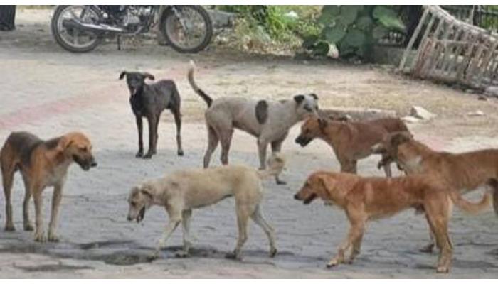 मलकापुरात भटक्या कुत्र्यांचा लहान मुलीवर हल्ला; नागरिकांच्या सतर्कतेमुळे संबंधित मुलगी बचावली