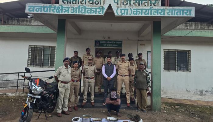 साताऱ्यात राष्ट्रीय पक्षाची शिकार; मोराचे मांस शिजवणाऱ्यास वनविभागाकडून बेड्या