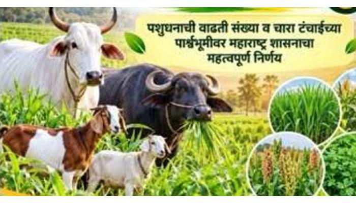 पशुपालकांसाठी दिलासा; महाराष्ट्र वैरण विकास धोरणाला मंत्रिमंडळ बैठकीत मंजुरी; चाऱ्याची उपलब्धता वाढणार