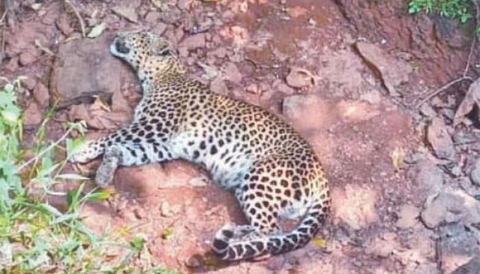 कोयनानगर येथील नवीन मार्केट परिसरात जखमी बिबट्या जेरबंद; बिबट्या वावरावर नियंत्रणासाठी ठोस कृती आराखडा कधी राबवणार ?