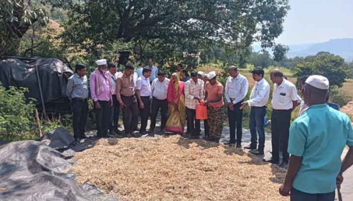 दुष्काळाच्या पार्श्वभूमीवर निकृष्ट चारा सकस करण्यासाठी युरिया प्रक्रिया उपयुक्त; पशुसंवर्धन विभागाचा पशुपालकांना चारा व्यवस्थापनाचा पर्याय; उपलब्ध कुटारातून पौष्टिक चारा तयार करण्याचे आवाहन
