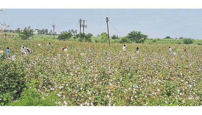 फलटण तालुक्यात २५ वर्षांनंतर कापूस शेतीला पुन्हा उभारी; यंदा ८७८ हेक्टरवर लागवड, हमीभावापेक्षा अधिक दरामुळे शेतकऱ्यांना दिलासा