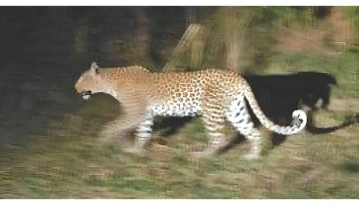 नागठाणे परिसरात बिबट्याचा वावर; नागरिकांनी मोबाईलमध्ये टिपले छायाचित्र, सुरक्षिततेचा प्रश्न ऐरणीवर