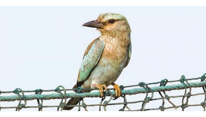 कास पठारावर आढळला दुर्मीळ आकर्षक युरोपियन नीलकंठ; पर्यावरण अभ्यासक गणेश सातव यांच्या निरीक्षणातून नोंद