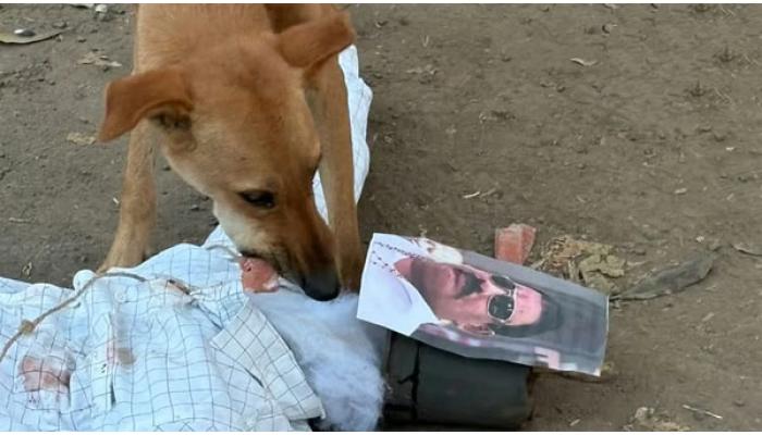 शेतकऱ्यांबाबत आ. गायकवाड यांनी केलेल्या अपमानास्पद वक्तव्याच्या निषेधार्थ कराडमध्ये आक्रमक आंदोलन